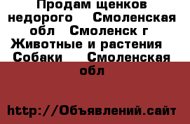 Продам щенков недорого! - Смоленская обл., Смоленск г. Животные и растения » Собаки   . Смоленская обл.